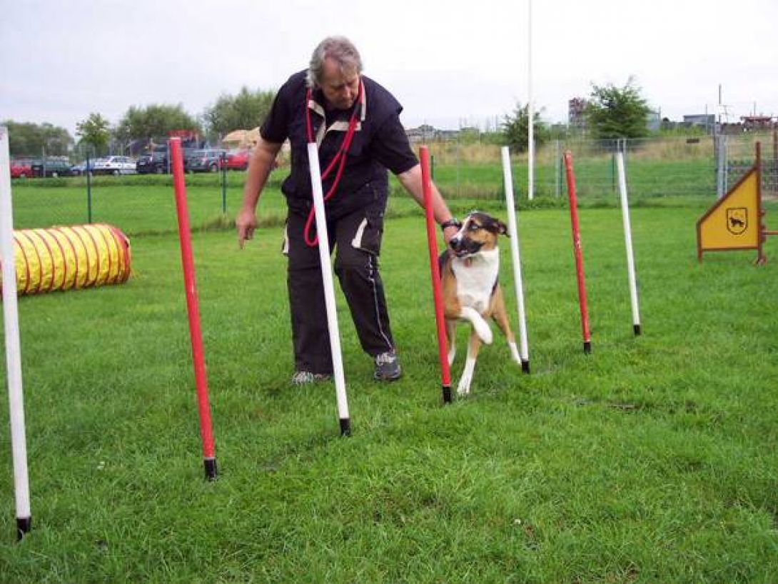 Agility Training: Wolfgang mit Jule (Husky/Collie-Mischling)