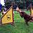 Agility Training Setter: Murphy