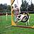 Agility Training Setter: Renate mit Danny