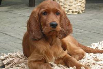 Godiva of Kyntire-Irish Setter