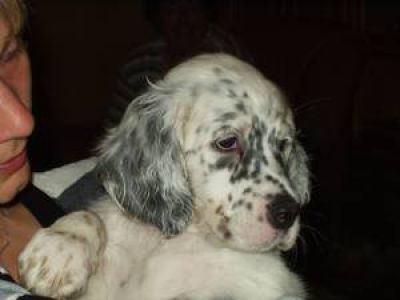 Dorea´s Elderberry Pleasure for Stardust-English-Setter